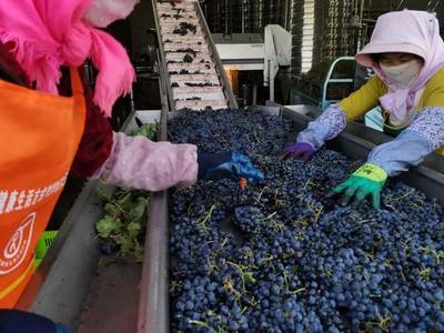 青創(chuàng)農(nóng)場丨農(nóng)創(chuàng)團聚地,夢想新沃地--吳忠市示范性青創(chuàng)農(nóng)場展播(二)